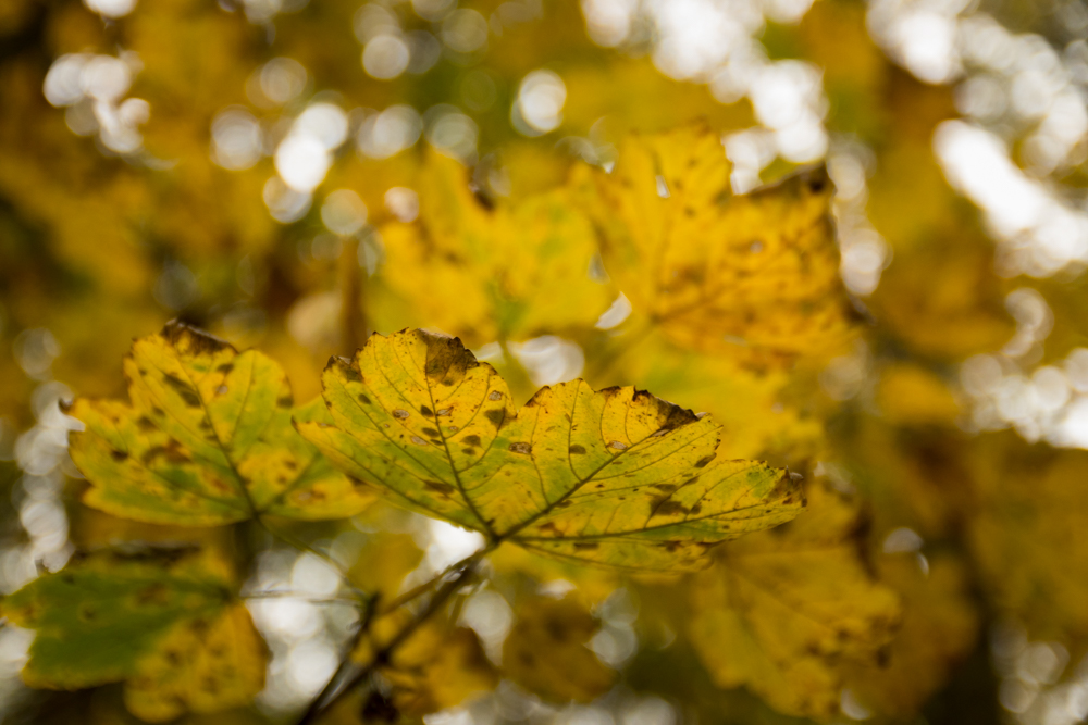 Herbstimpressionen