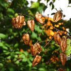 Herbstimpressionen