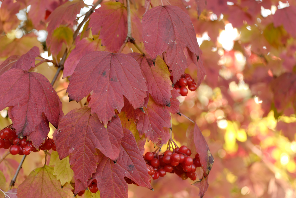 Herbstimpressionen