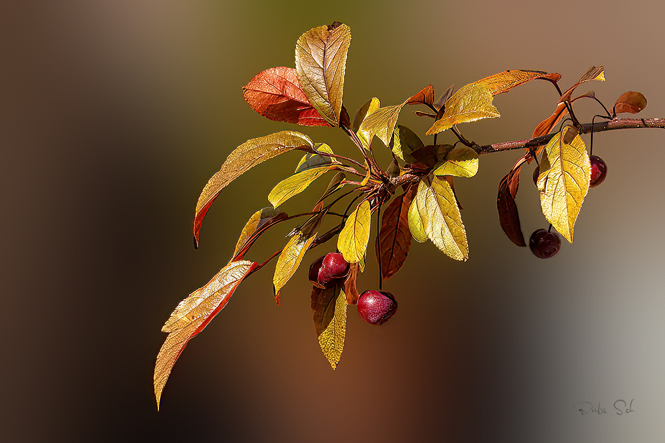 Herbstimpressionen 