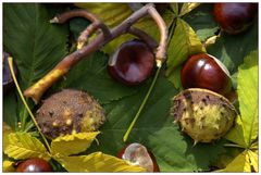 Herbstimpressionen