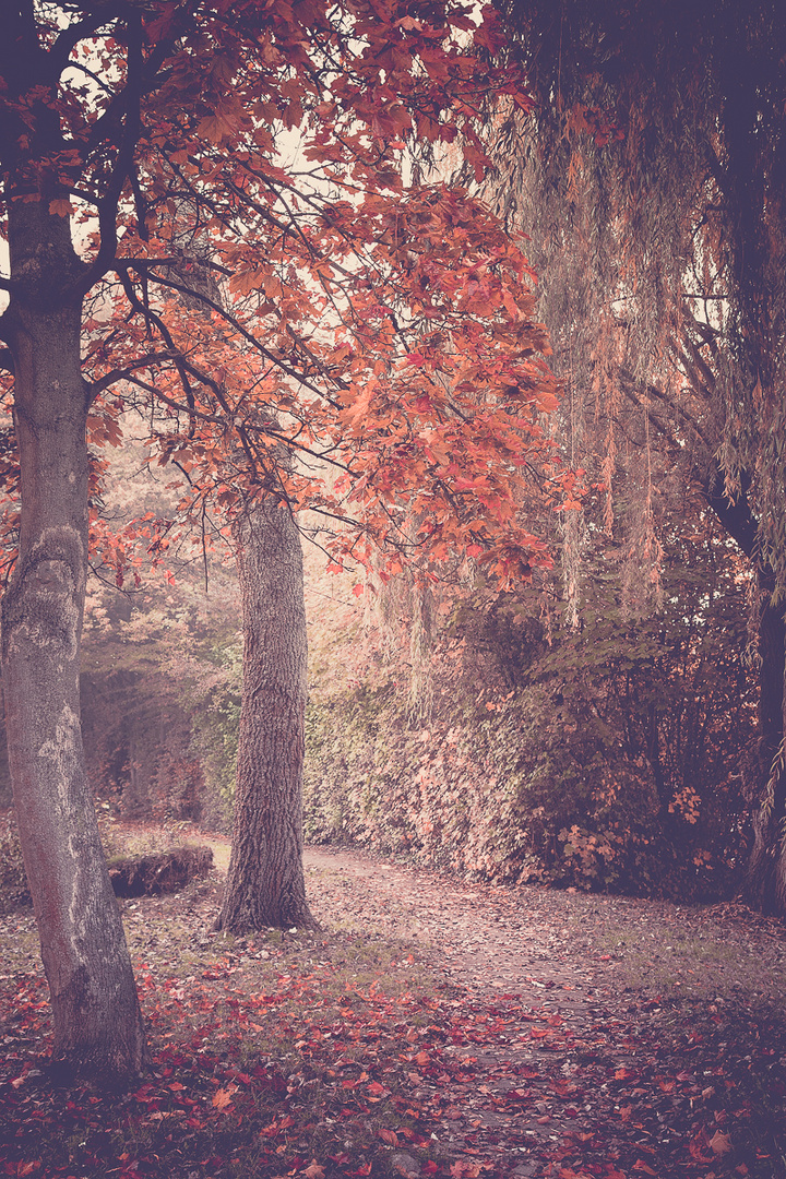 Herbstimpressionen 3