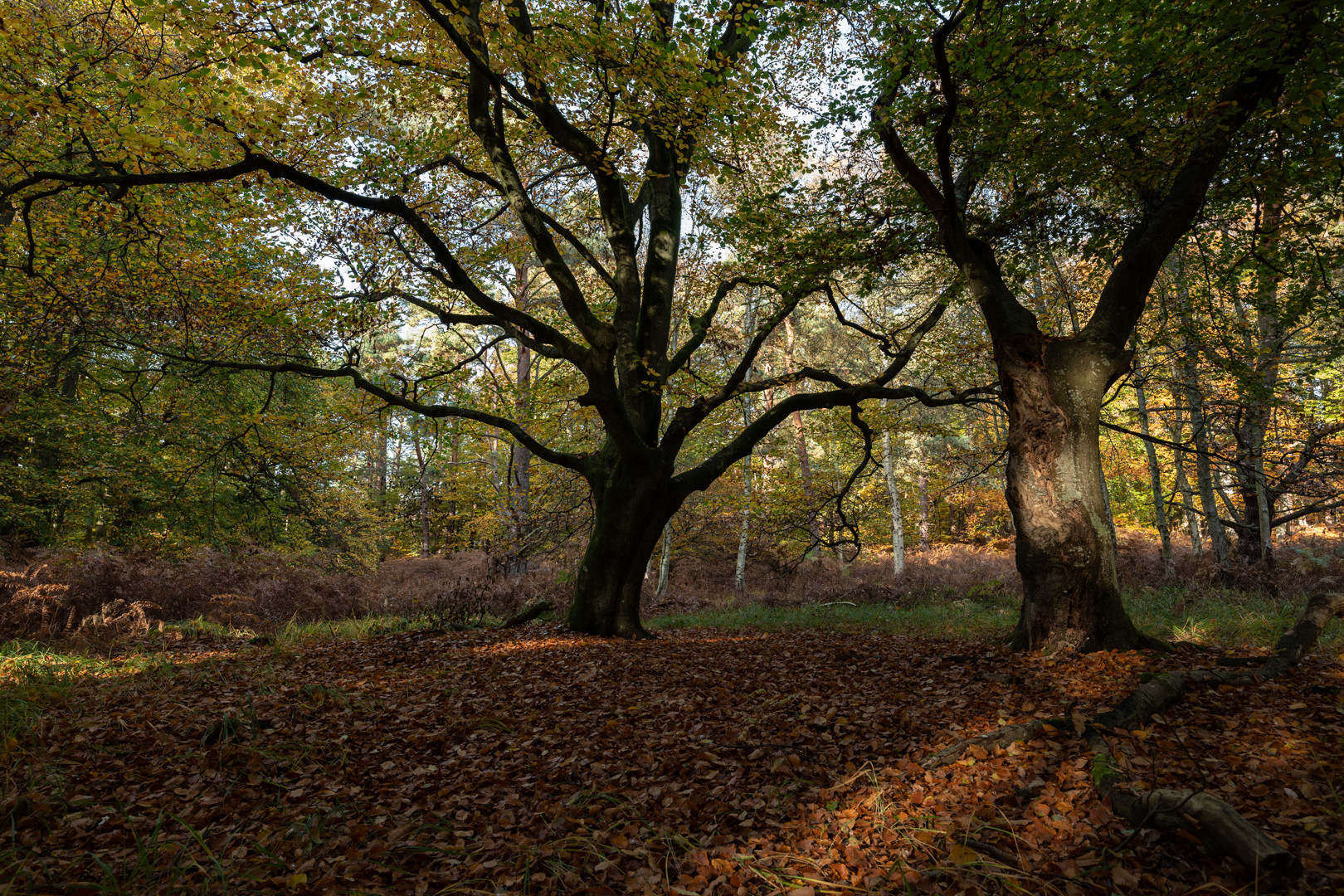 Herbstimpressionen-3