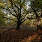 Herbstimpressionen-3