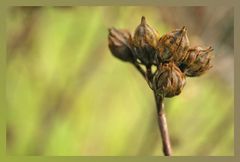 Herbstimpressionen (3)