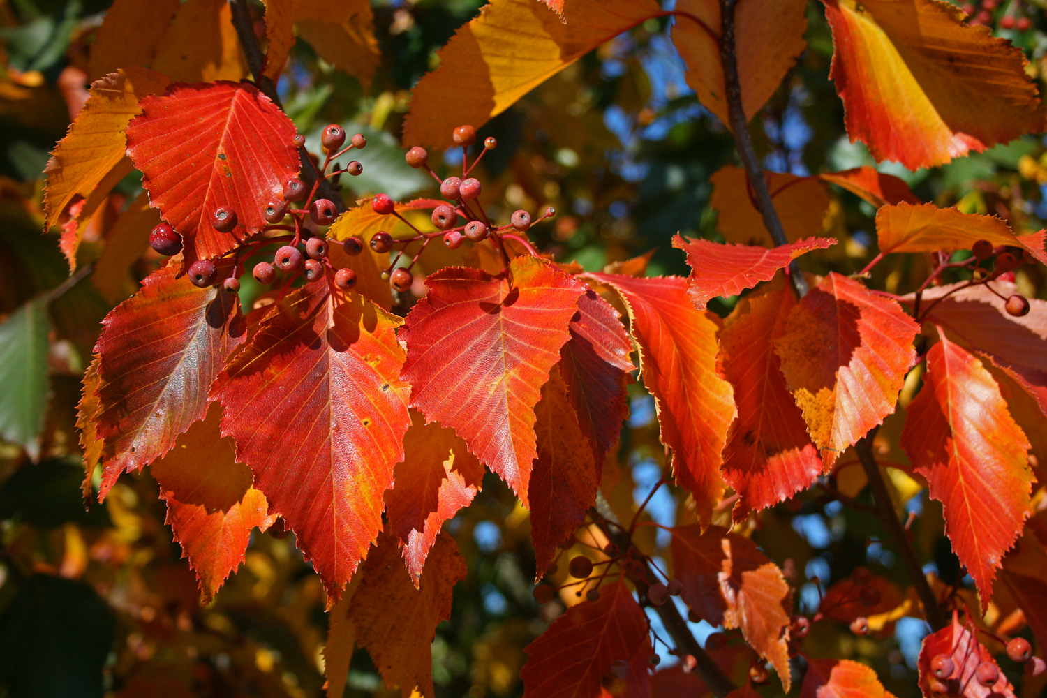 Herbstimpressionen 3