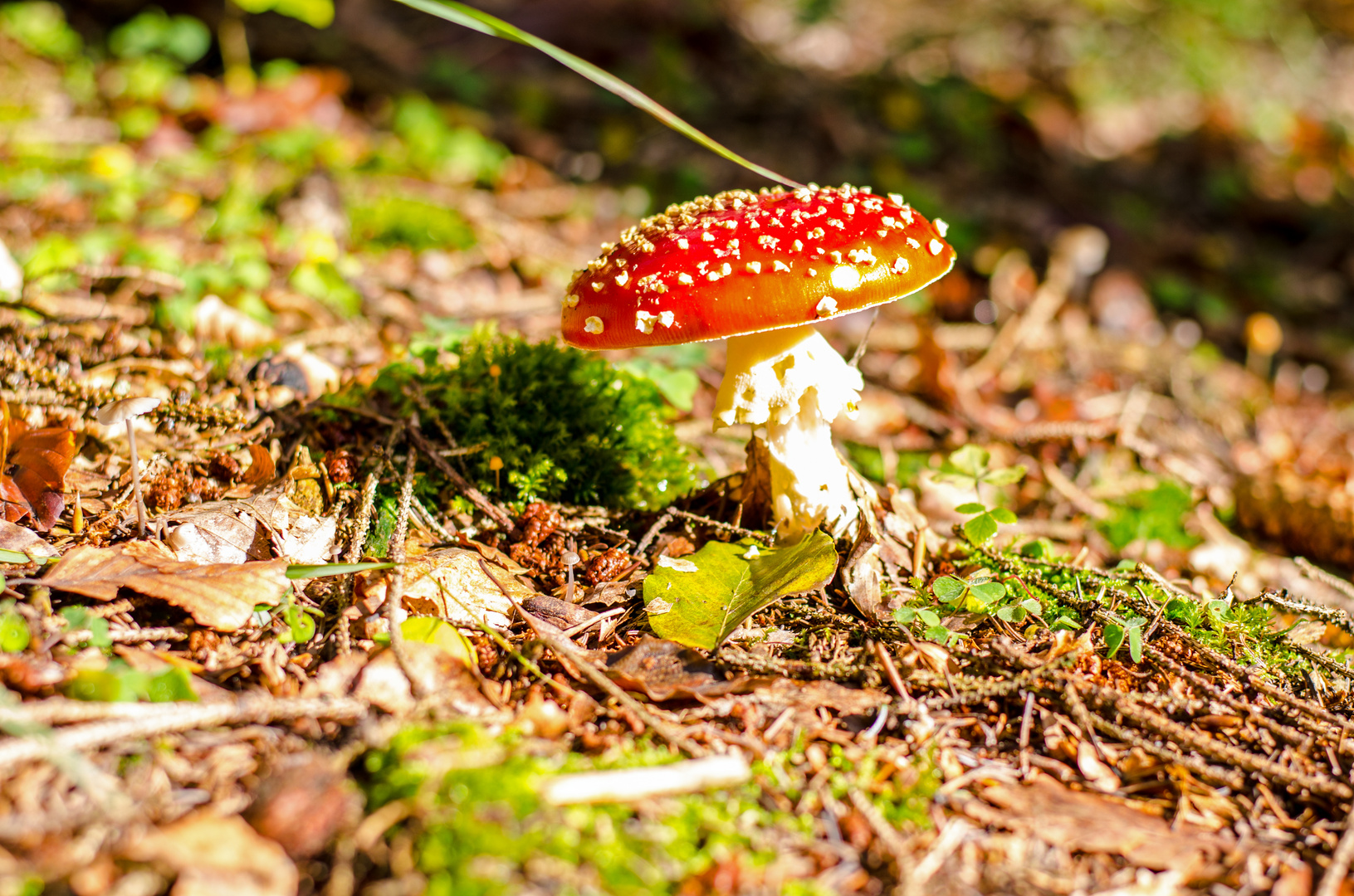 Herbstimpressionen 3 - Sonniges Fleckchen im Wald