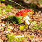 Herbstimpressionen 3 - Sonniges Fleckchen im Wald