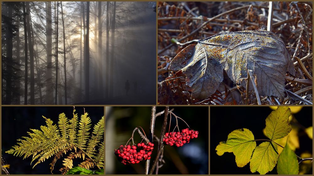 Herbstimpressionen 