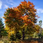 Herbstimpressionen