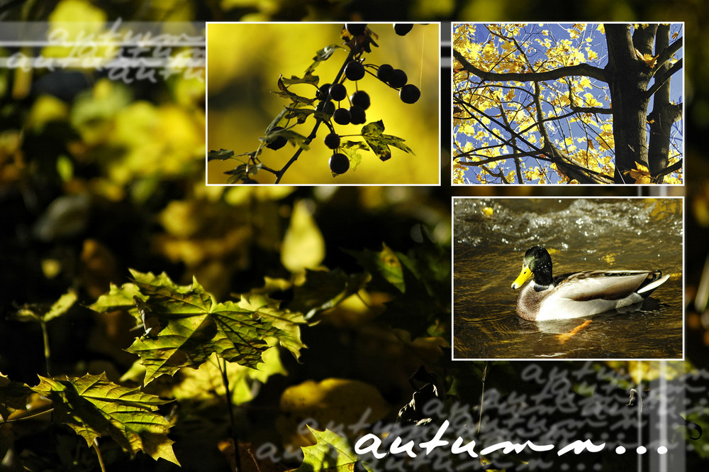 Herbstimpressionen