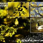 Herbstimpressionen