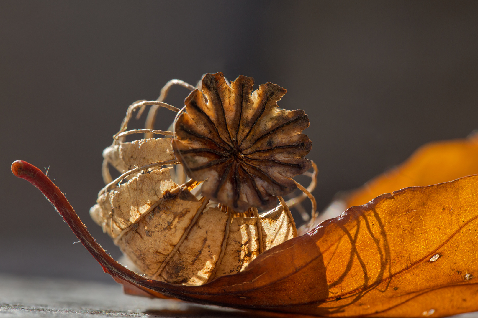 Herbstimpressionen