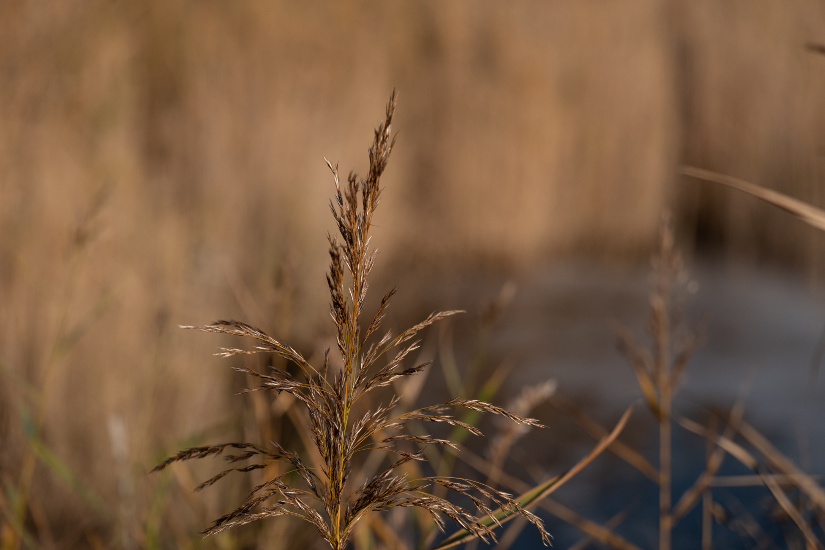 Herbstimpressionen-4