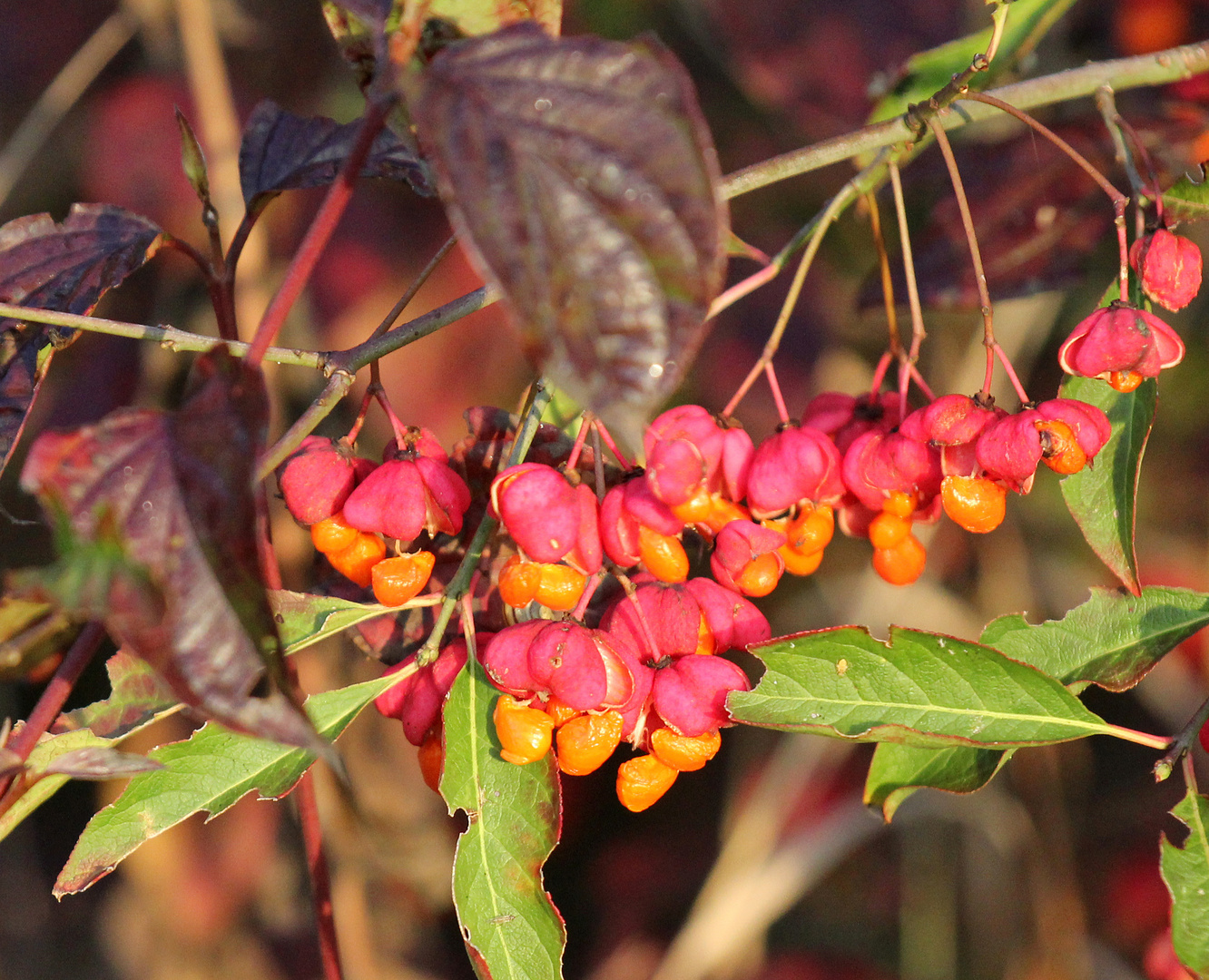 Herbstimpressionen -4-