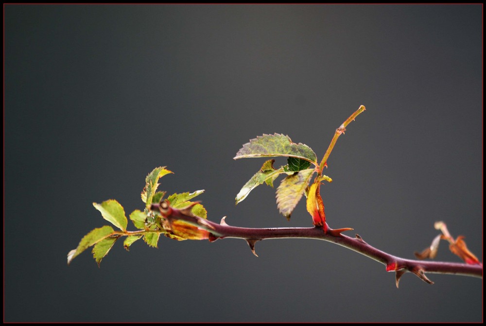 Herbstimpressionen