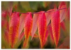 Herbstimpressionen