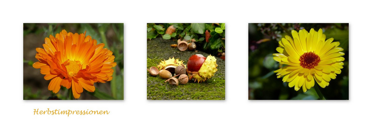 Herbstimpressionen