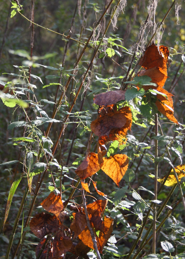 Herbstimpressionen