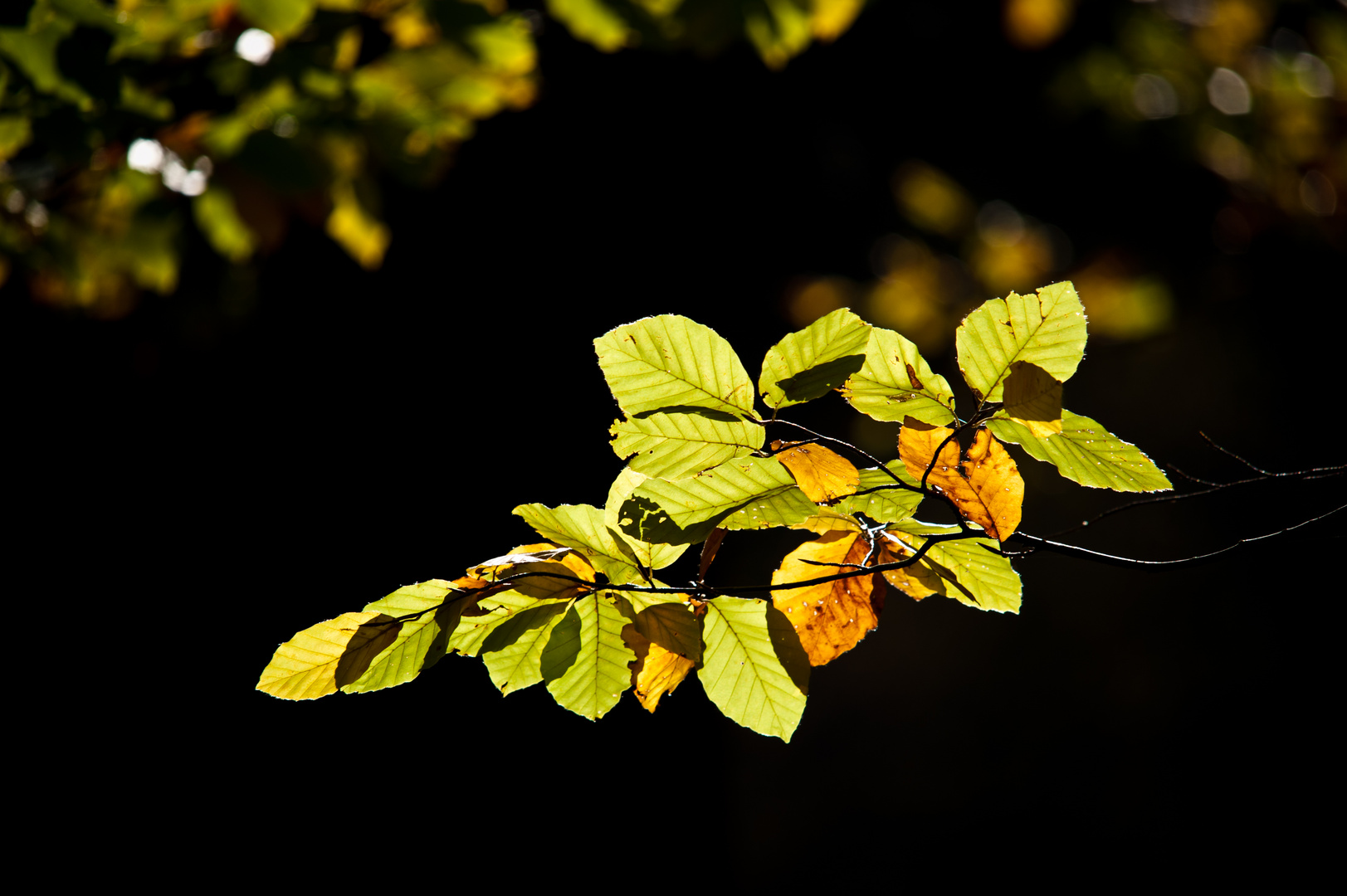 Herbstimpressionen 5