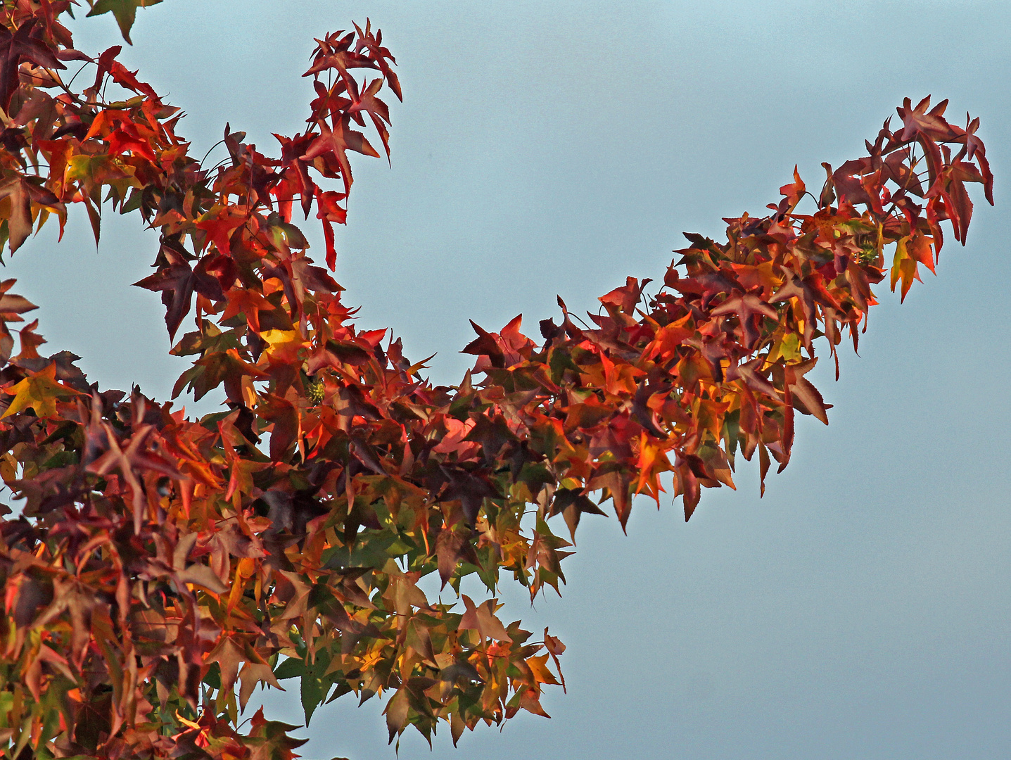 Herbstimpressionen -5-