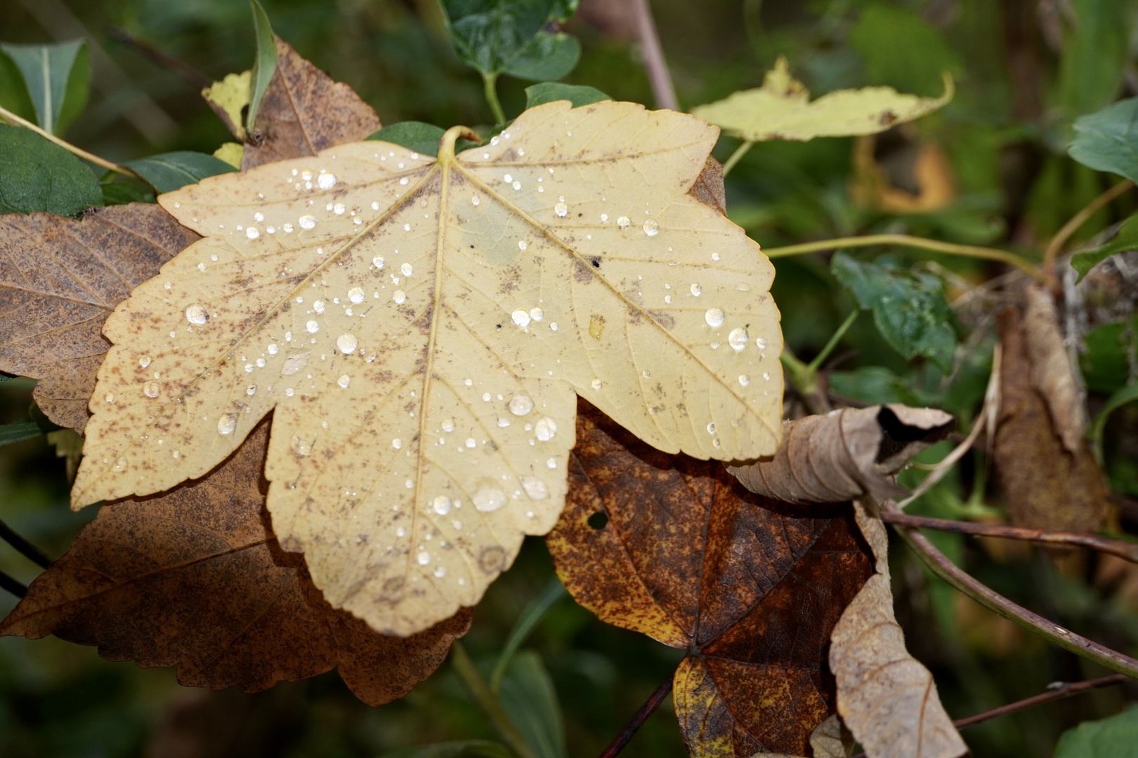 Herbstimpressionen (5)