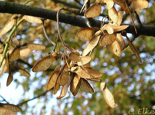 Herbstimpressionen