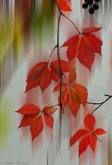 Herbstimpressionen...