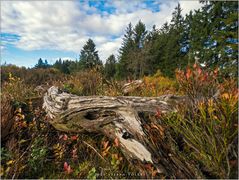 Herbstimpressionen