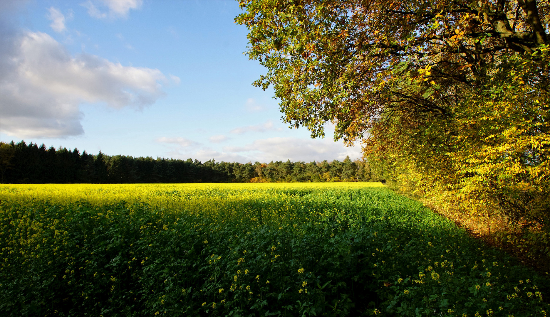 Herbstimpressionen,