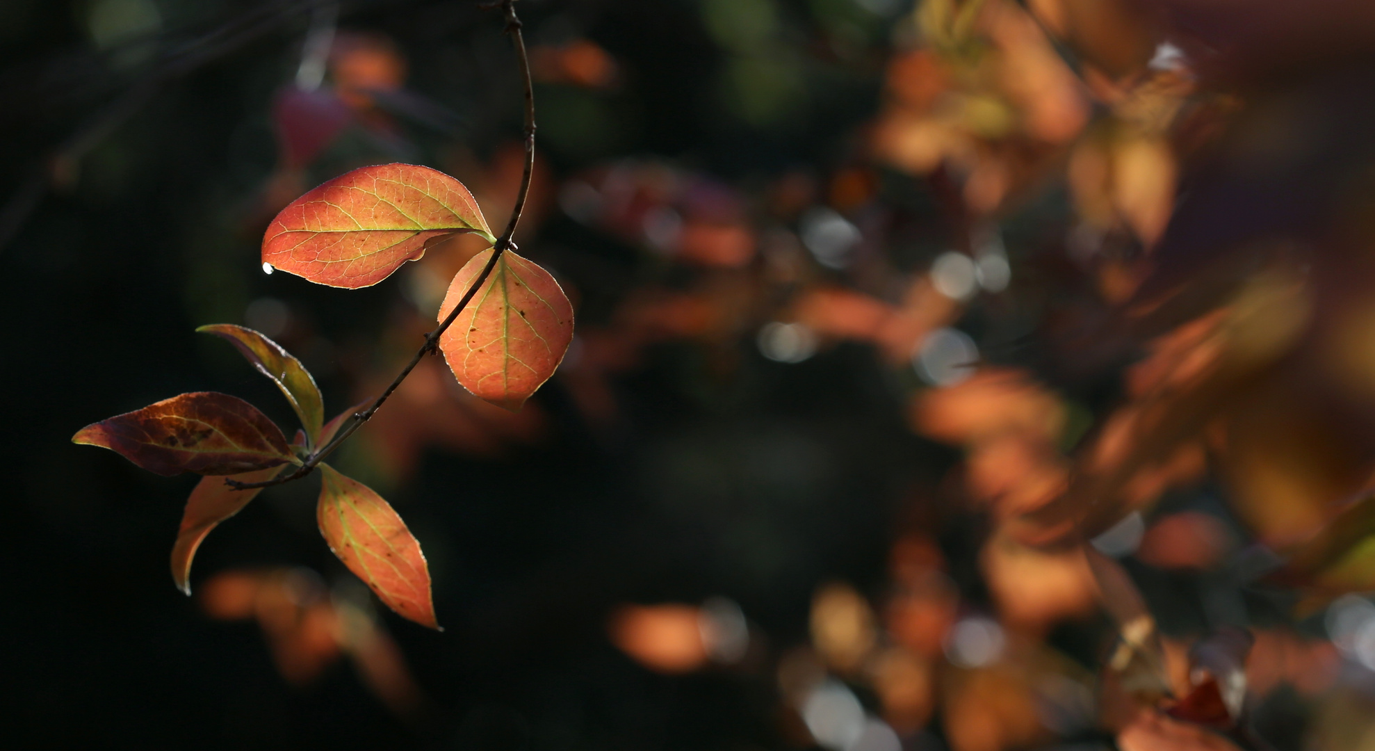 Herbstimpressionen