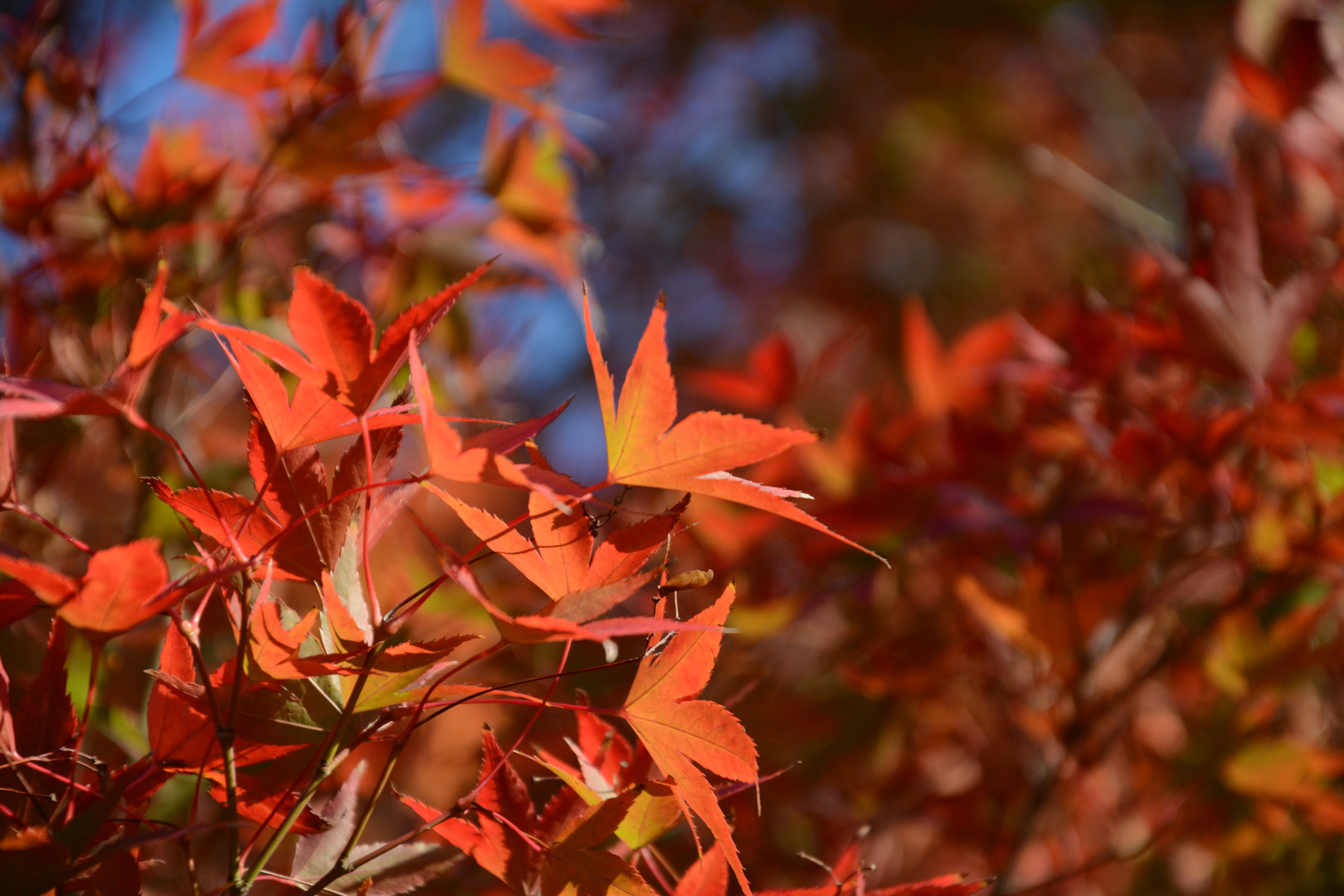 Herbstimpressionen