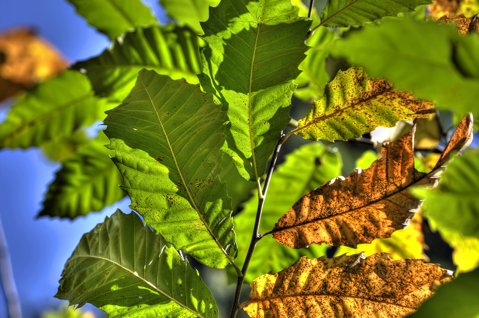 Herbstimpressionen (6)