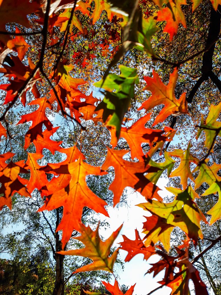 Herbstimpressionen