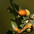 Herbstimpressionen