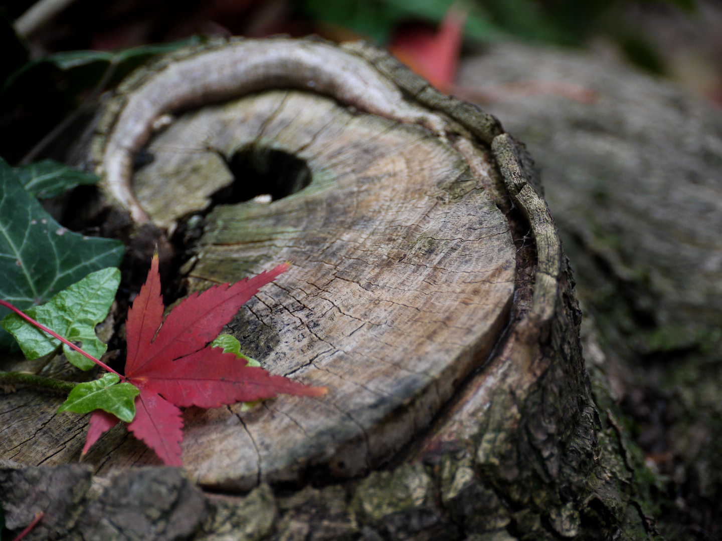 Herbstimpressionen