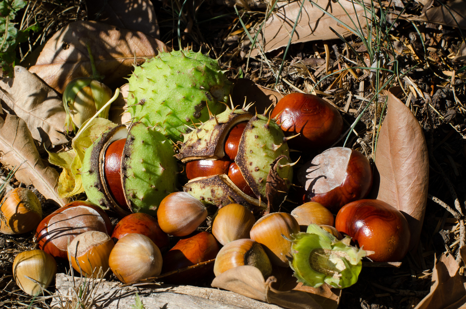 Herbstimpressionen