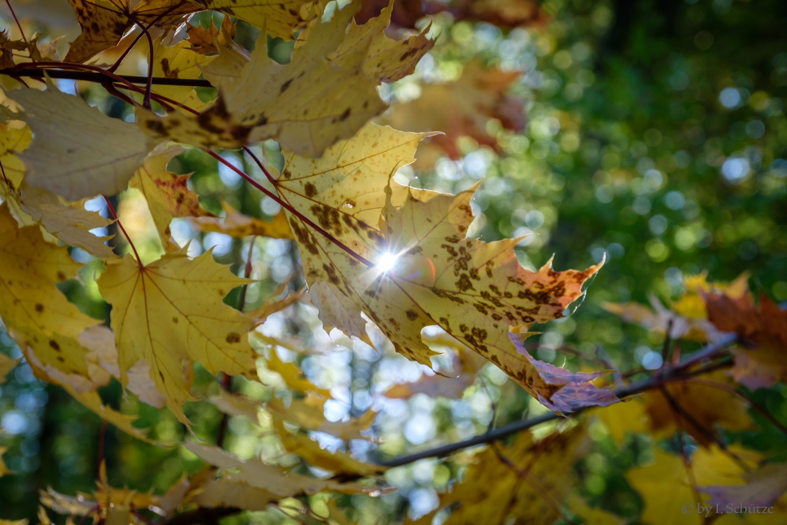 Herbstimpressionen