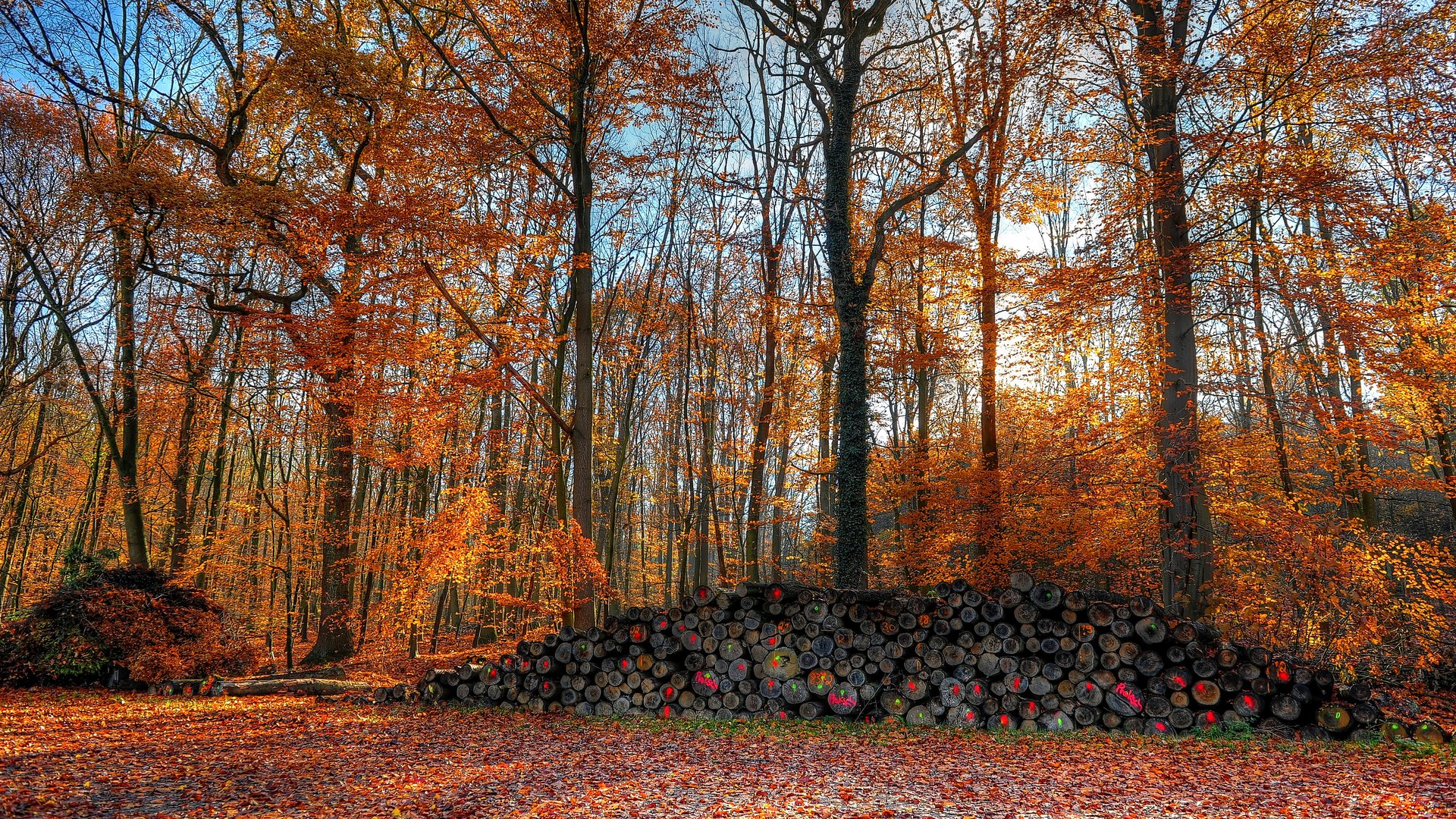 Herbstimpressionen