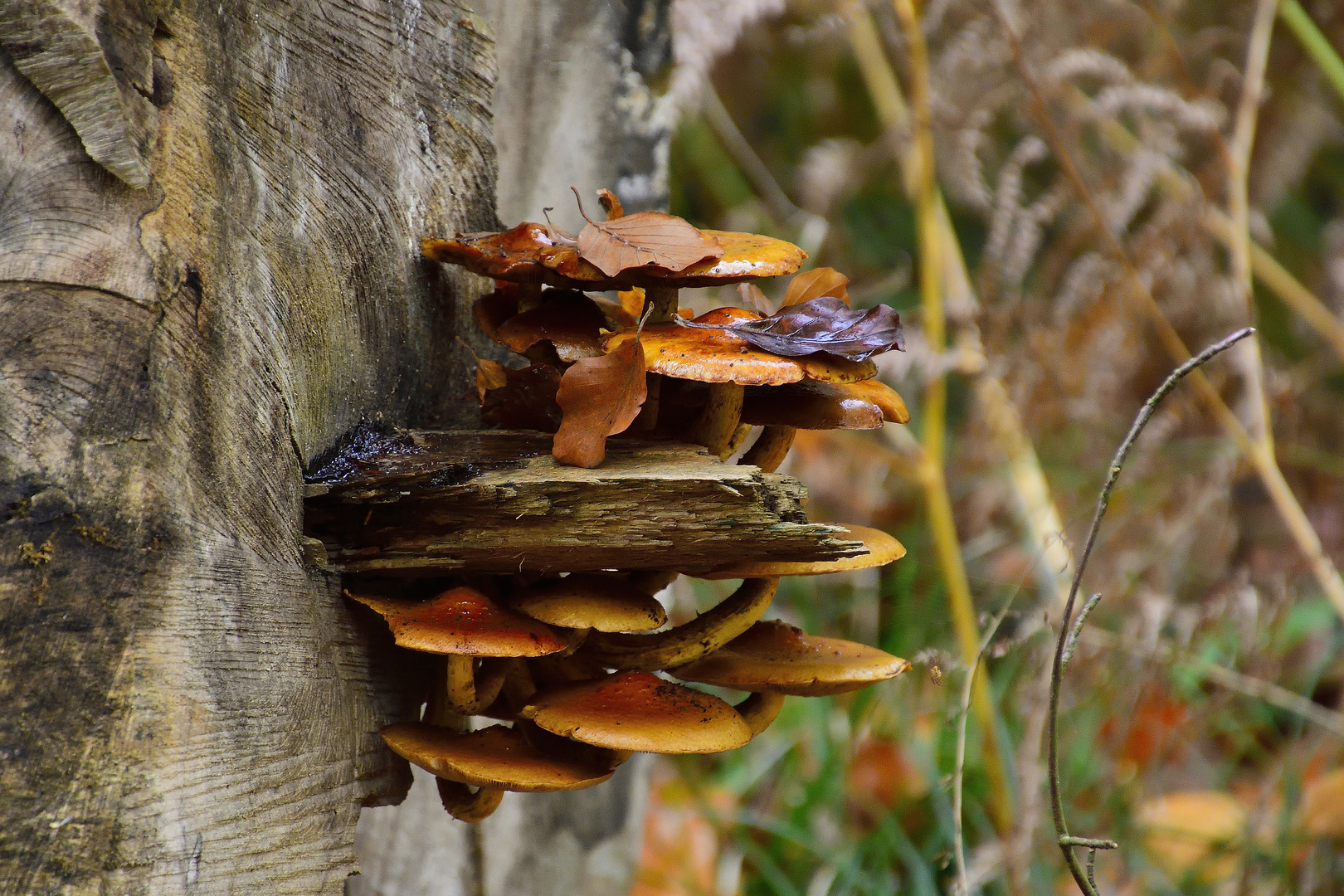 Herbstimpressionen