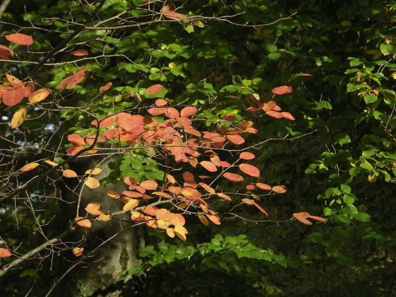 Herbstimpressionen