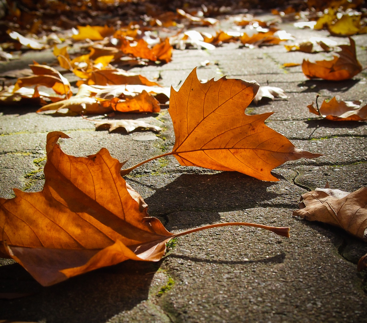 Herbstimpressionen...