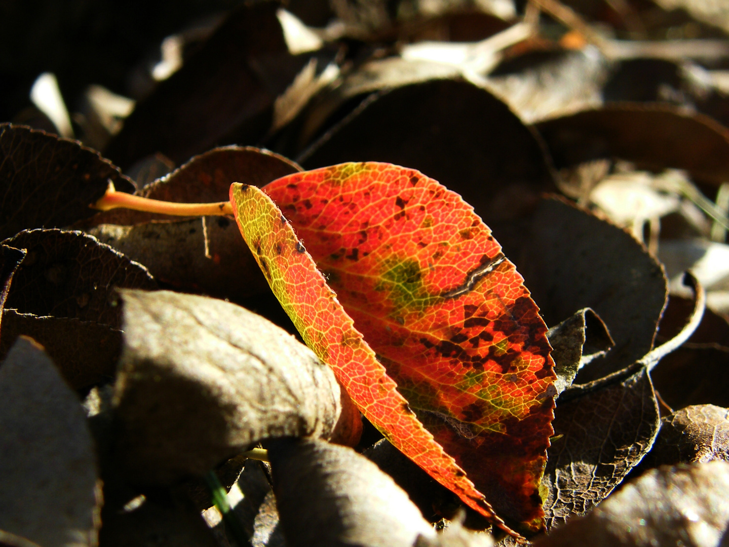 ... Herbstimpressionen ...