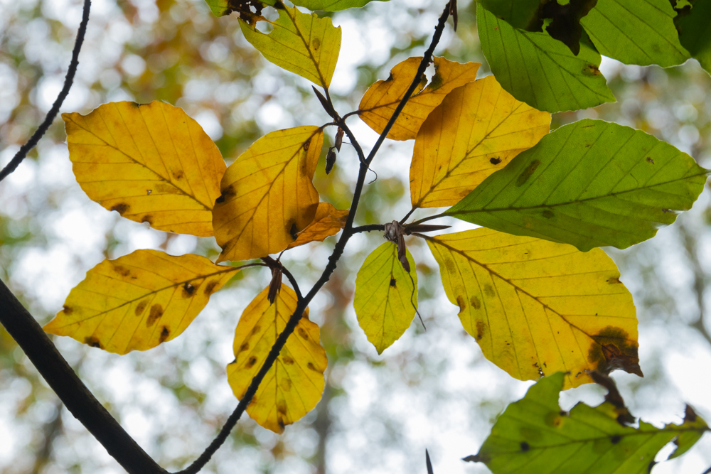 Herbstimpressionen