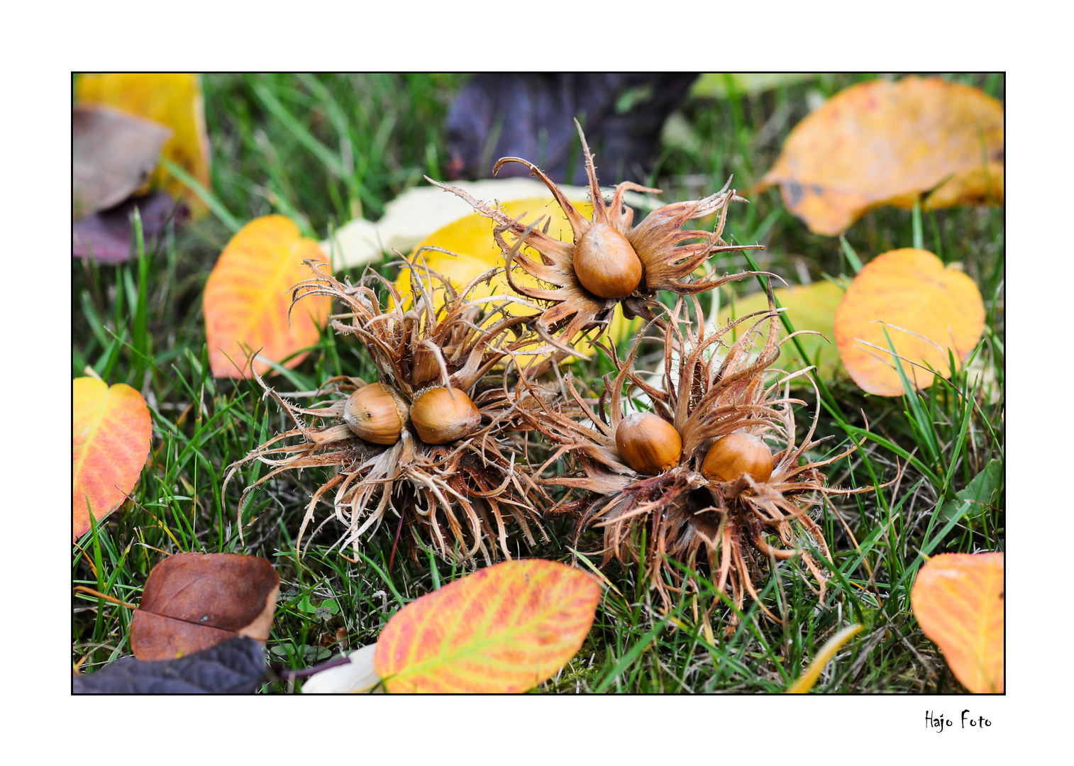 Herbstimpressionen