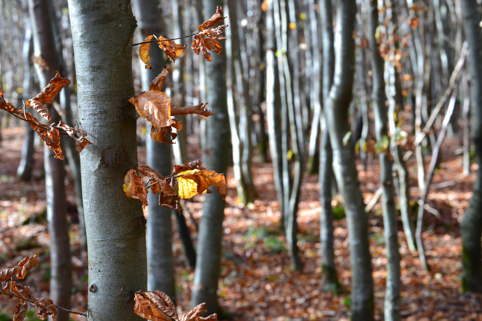 Herbstimpressionen