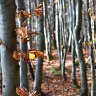 Herbstimpressionen