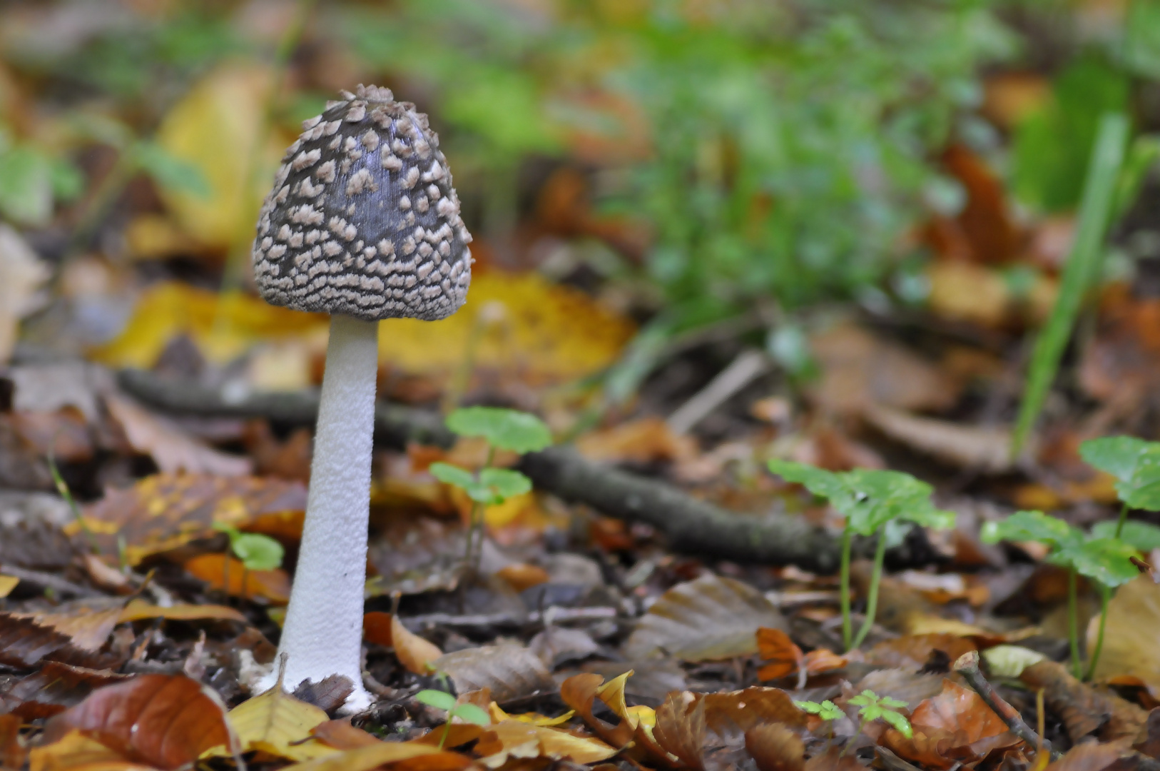 Herbstimpressionen