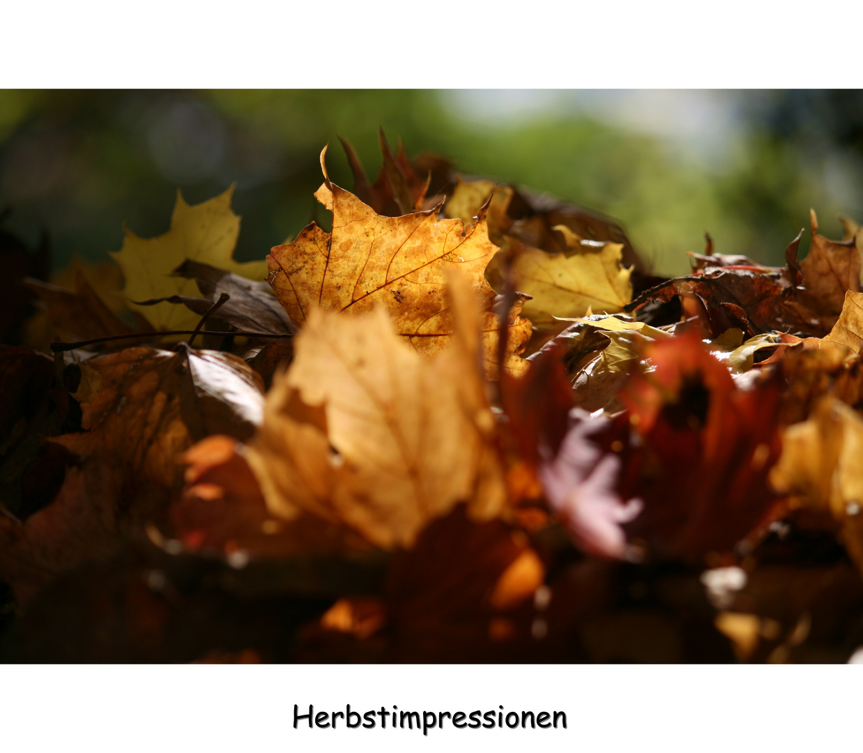 Herbstimpressionen