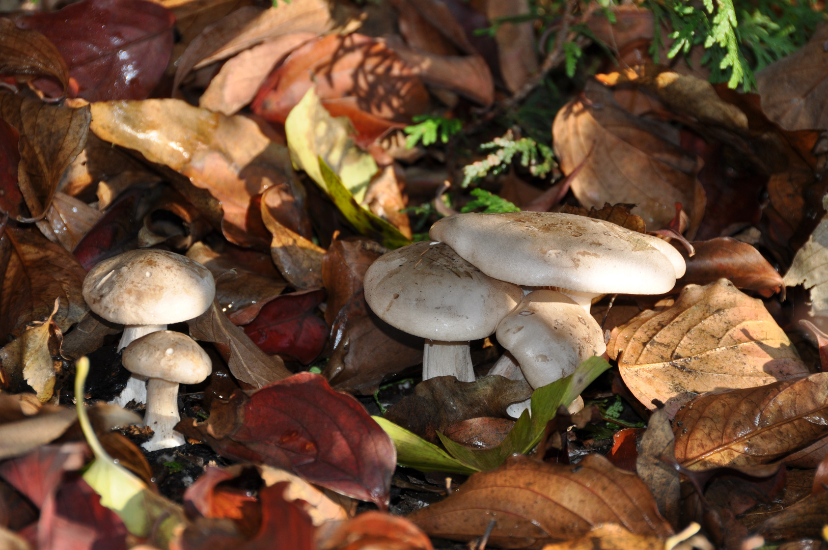 Herbstimpressionen